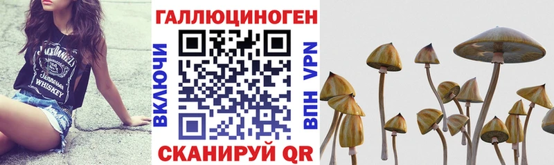 дарнет шоп  Остров  Галлюциногенные грибы Psilocybe 